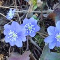 Hepatica nobilis fleur